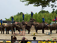 カピバラ動物園情報：市原ぞうの国