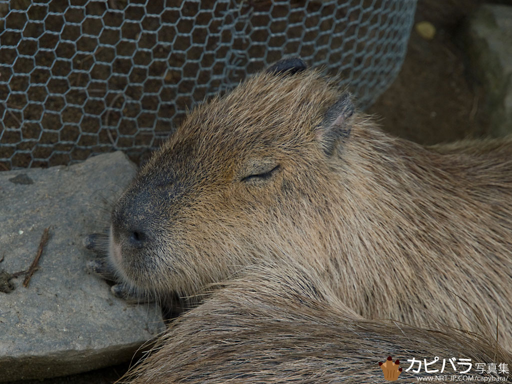 カピバラ写真集 カピバラ壁紙 Nrt Jp Com