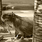 カピバラ写真集：東武動物公園2007年8月