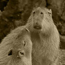 カピバラ写真集：上野動物園2008年7月