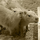 カピバラ写真集：埼玉こども動物自然公園2008年10月