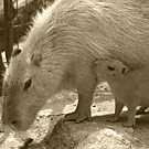 カピバラ写真集：埼玉こども動物自然公園2009年4月