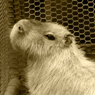 カピバラ写真集：大宮公園小動物園2010年11月：隠居のお父さんウミ